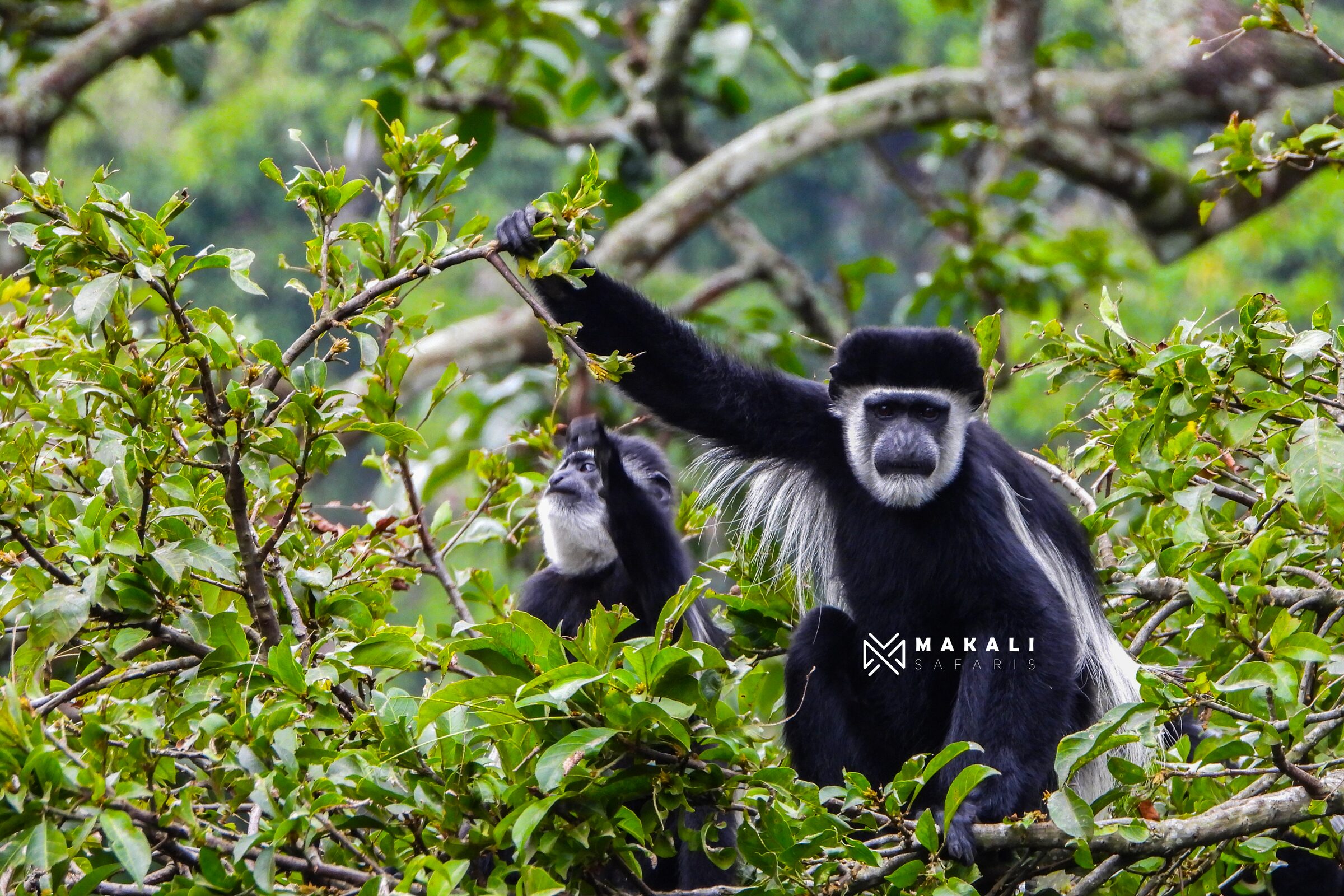 Chimps