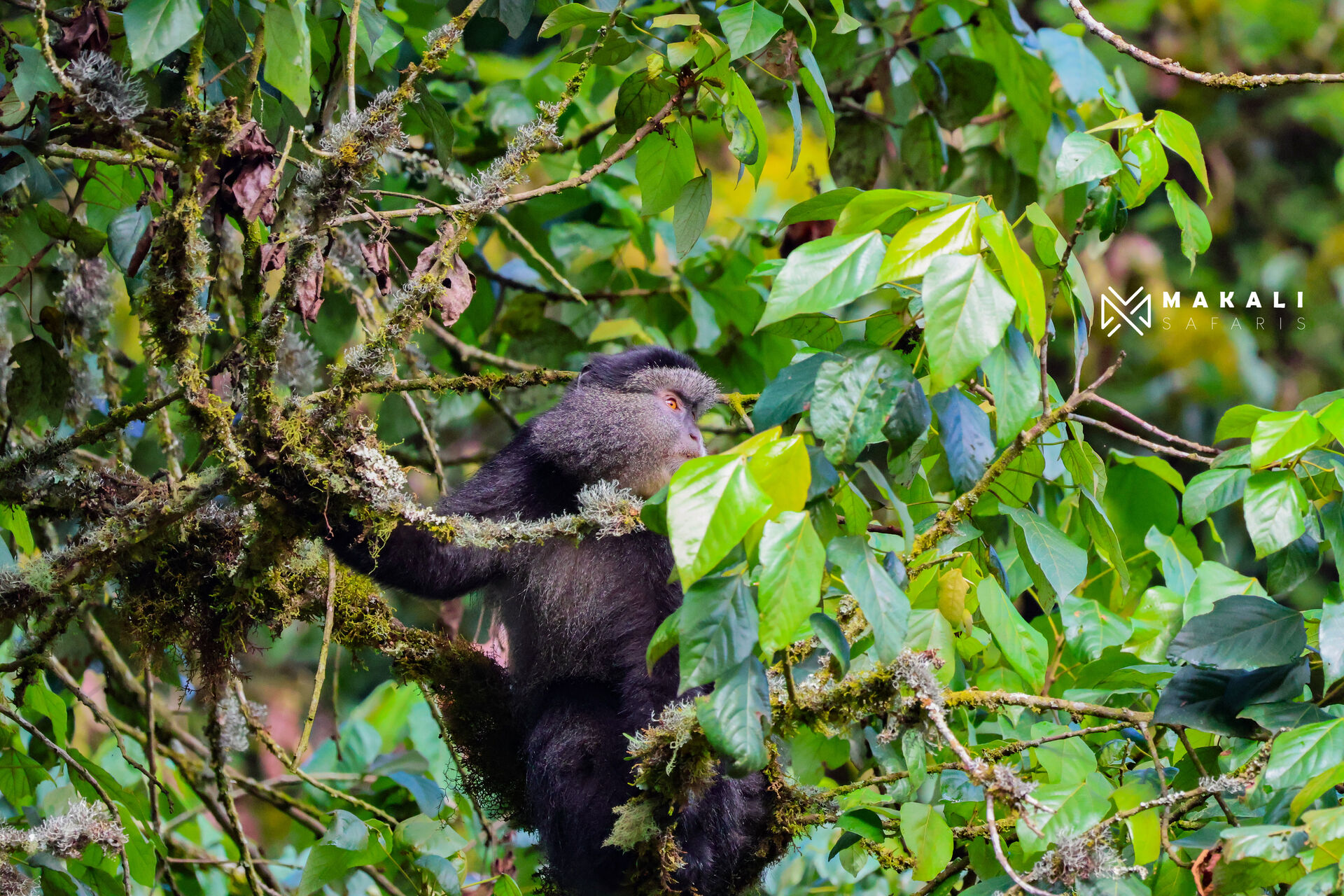 8-Day Uganda Safari: Gorillas, Chimps & Game viewing