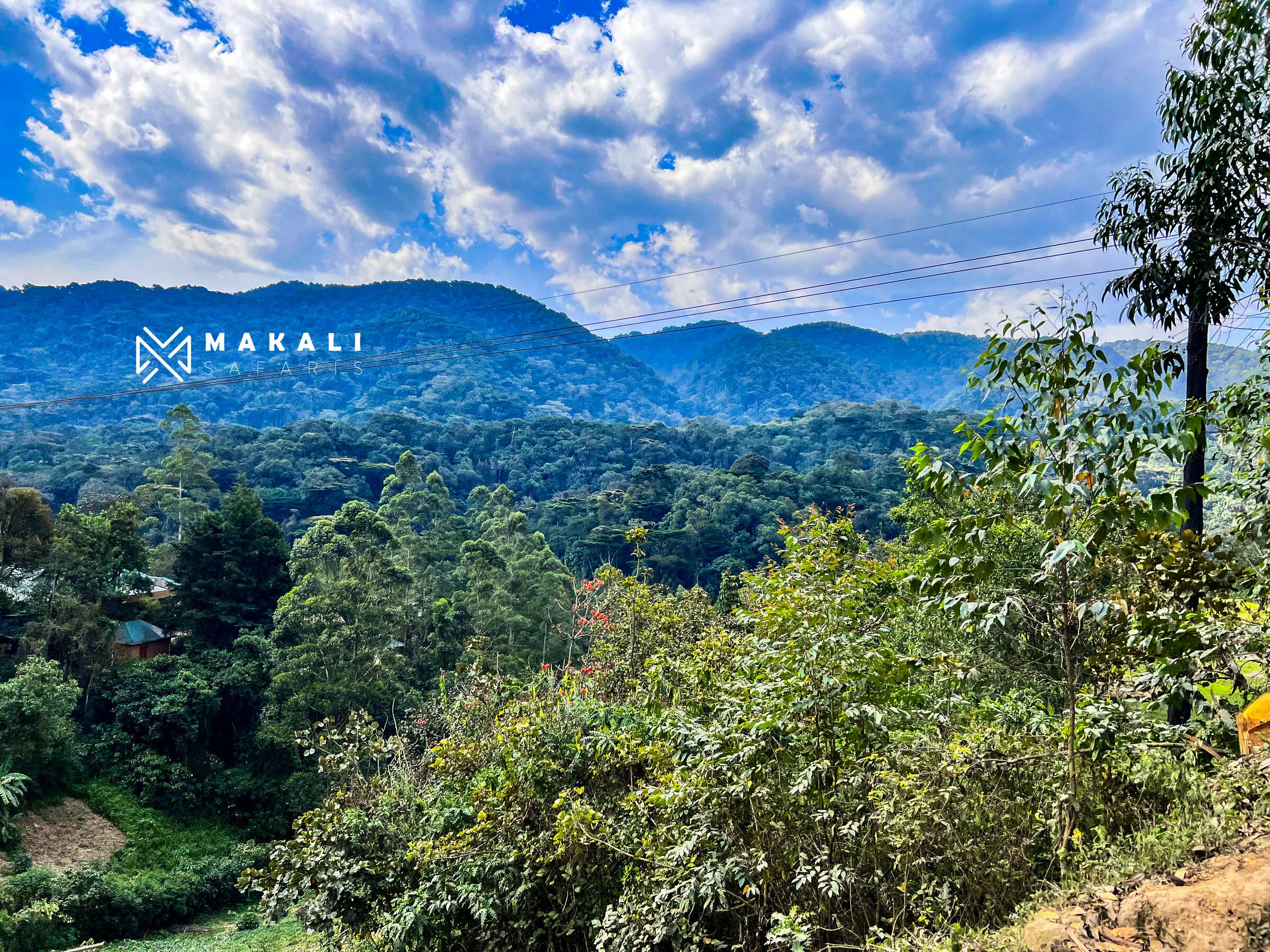 Explore Uganda's Wildlife: Gorillas, Chimpanzees and Golden Monkeys