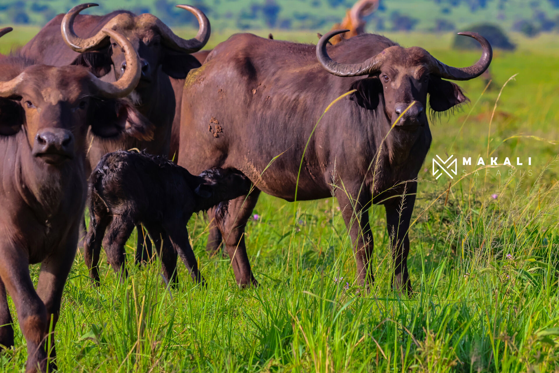 Explore Uganda's Wildlife: Gorillas, Chimpanzees and Golden Monkeys