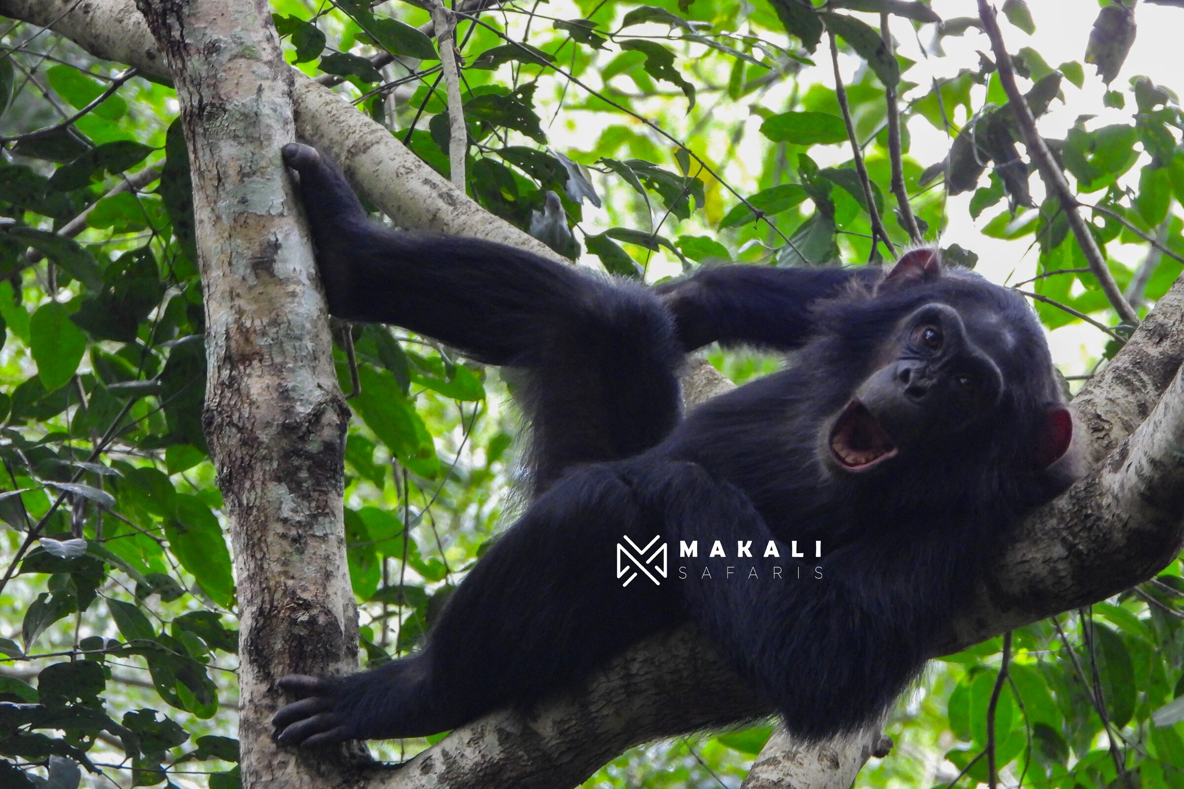8-Day Uganda Safari: Gorillas, Chimps & Game viewing