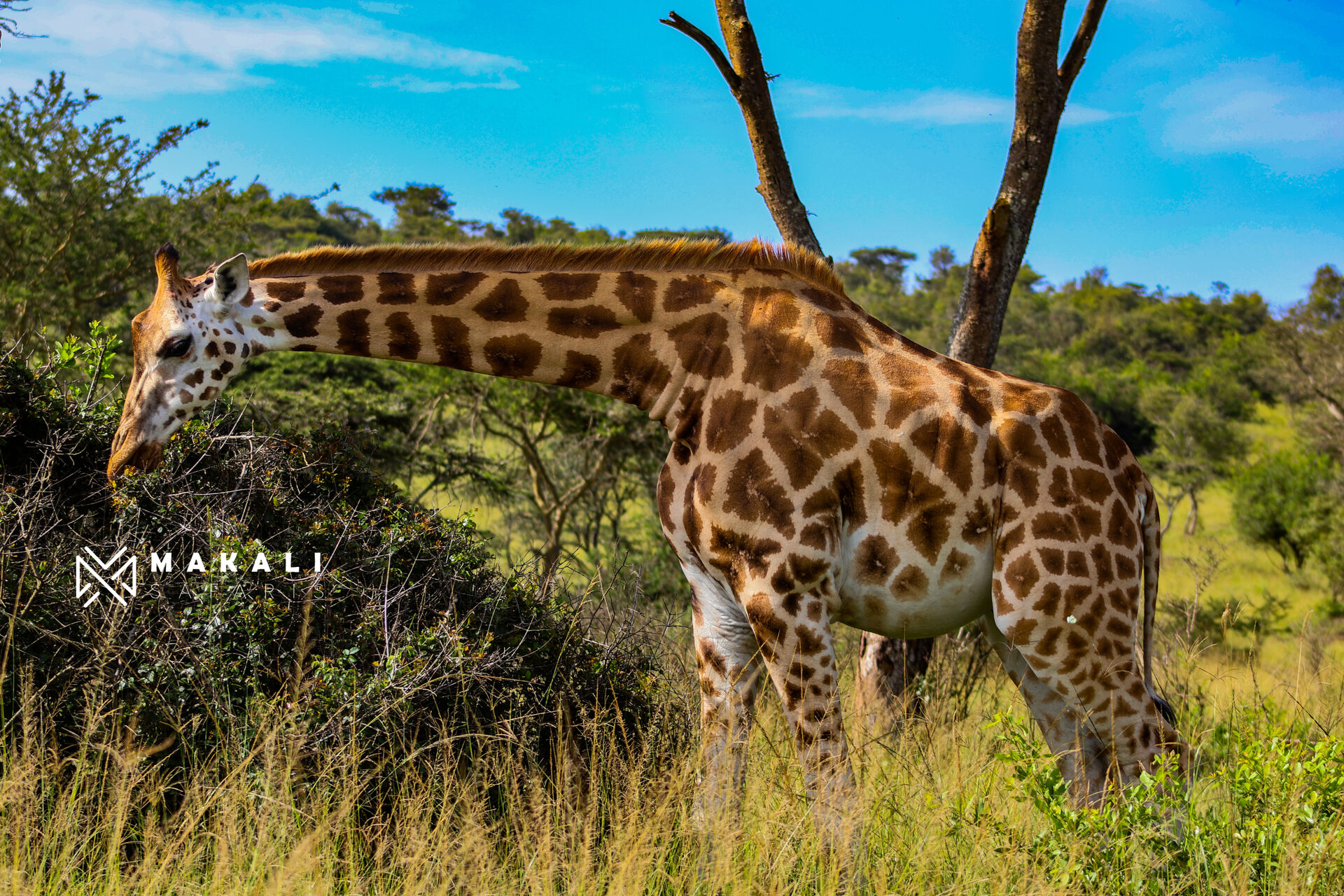 7-days to explore Rwanda’s primates & Uganda Wildlife 