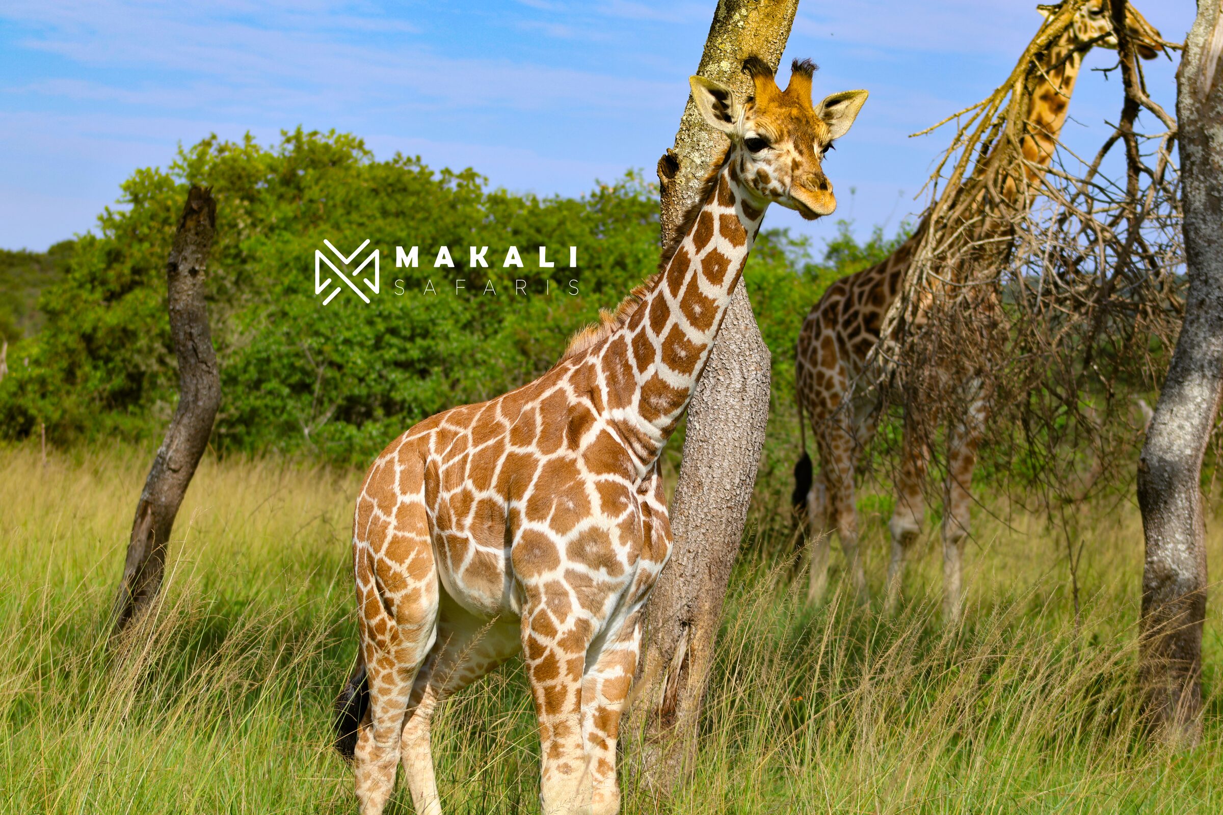 Wildlife elephant