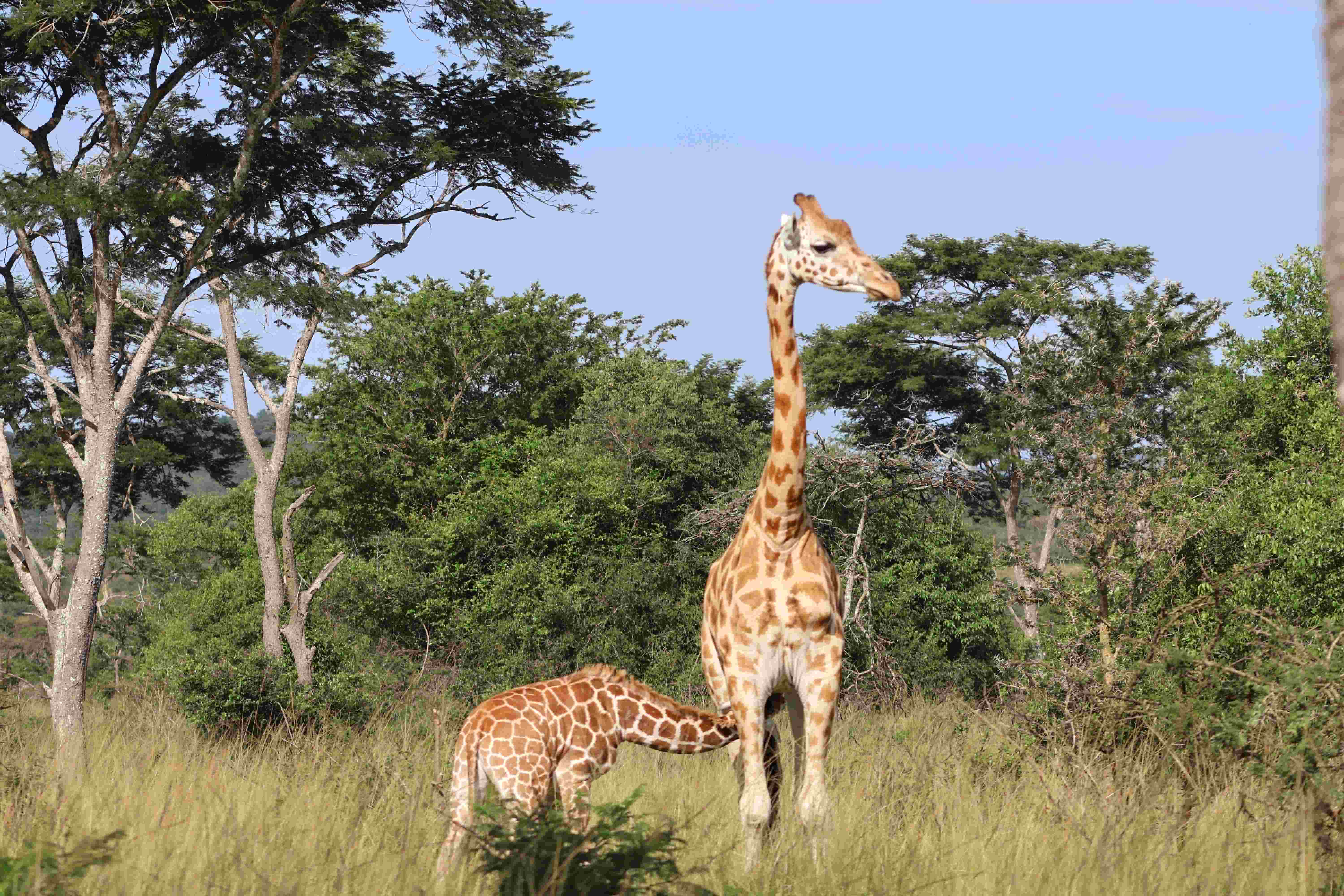 African Safari