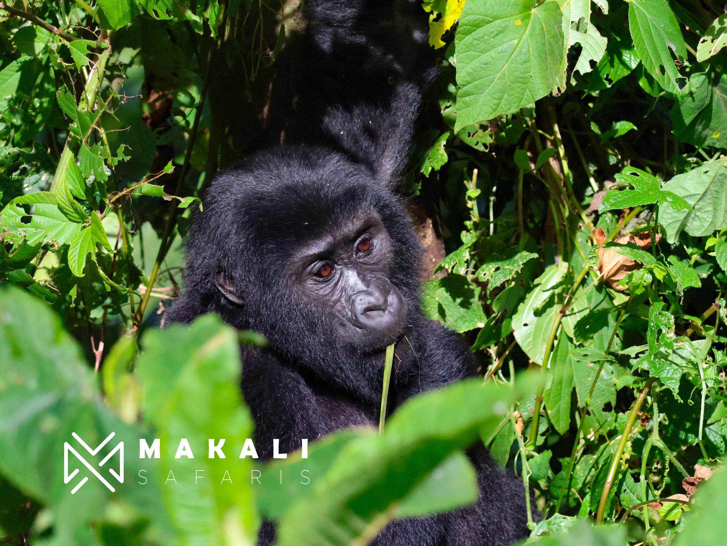 Discover the Magic of African Safaris