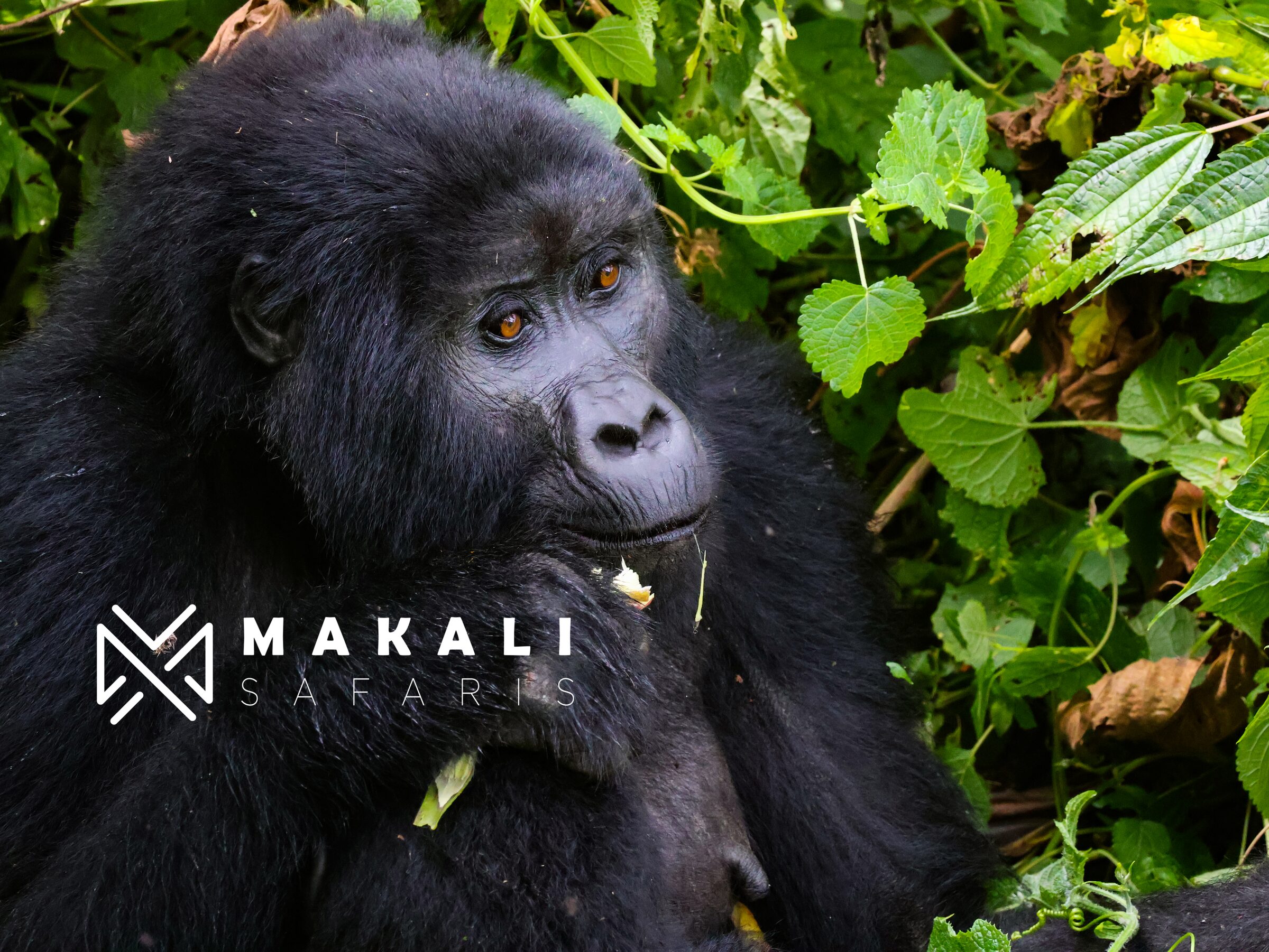 4-day Rwanda Primates. Gorilla trekking and Golden monkey tracking