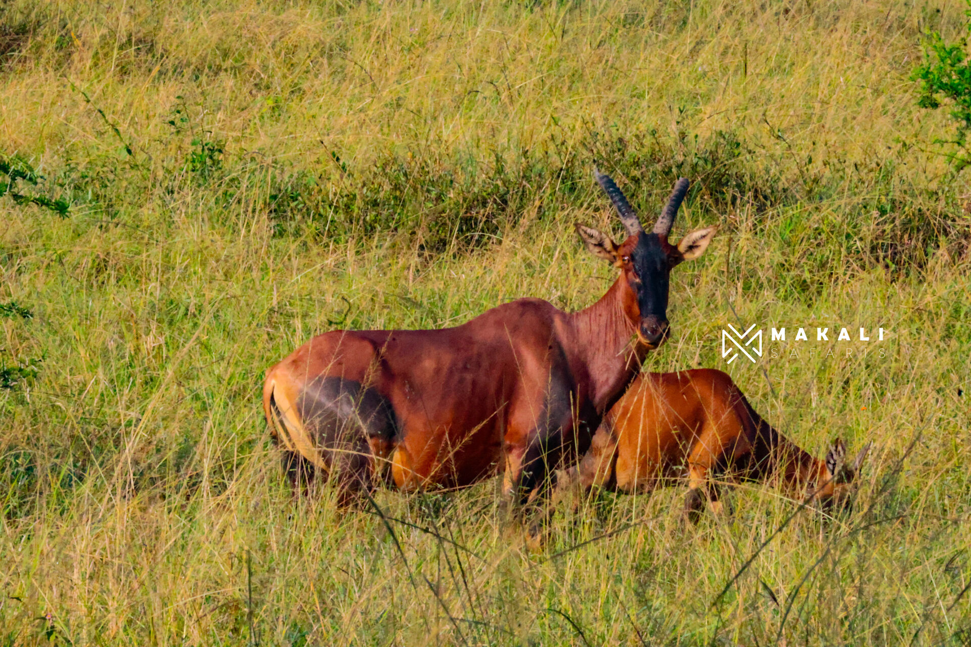Akagera National Park