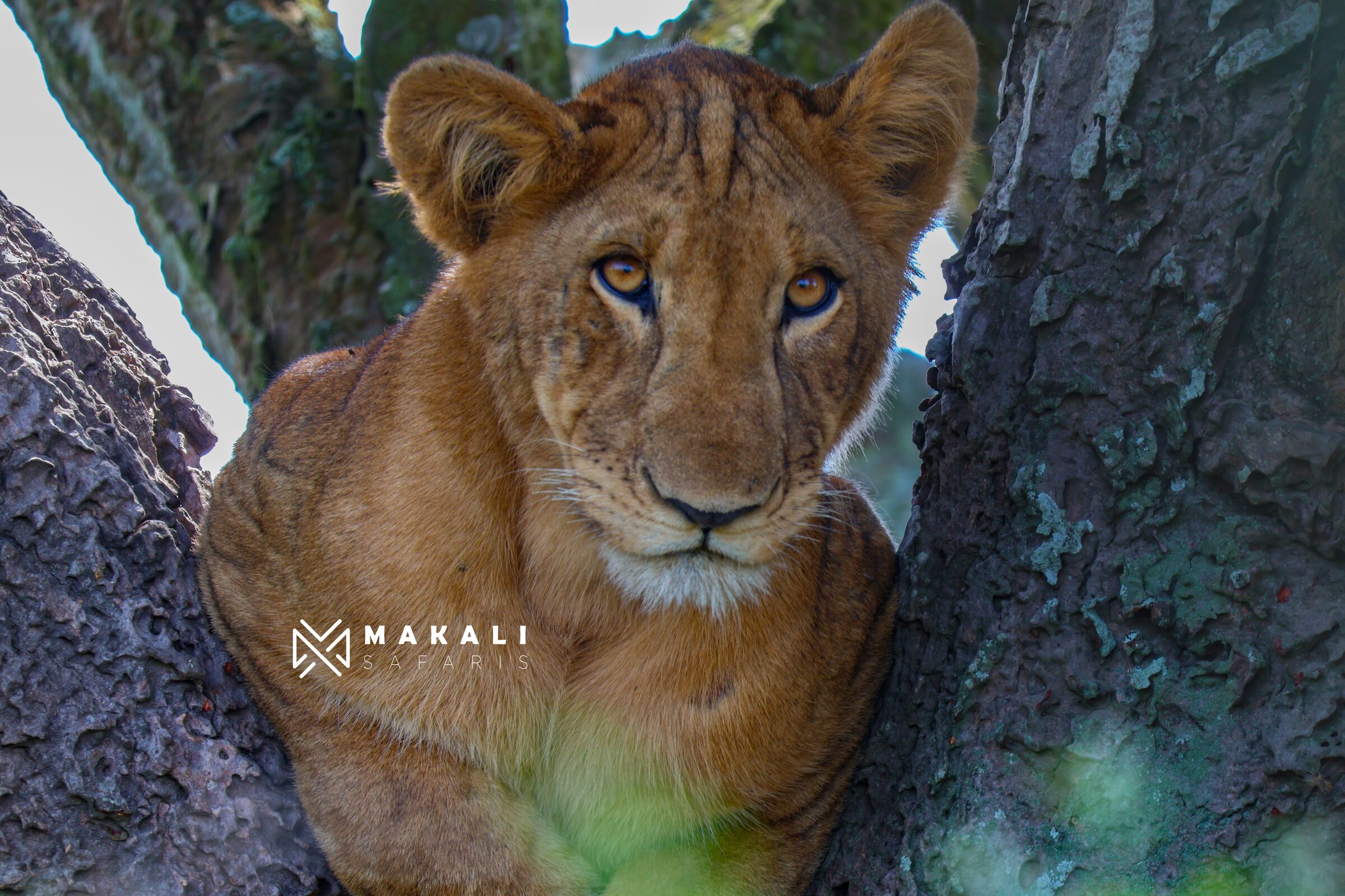 Uganda Safari Tour: Lake Mburo, Queen Elizabeth & Bwindi National Parks