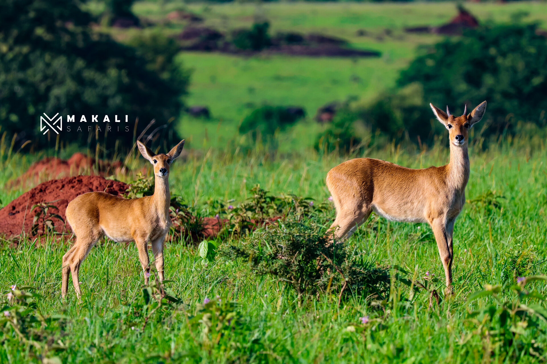 About Makali Safaris