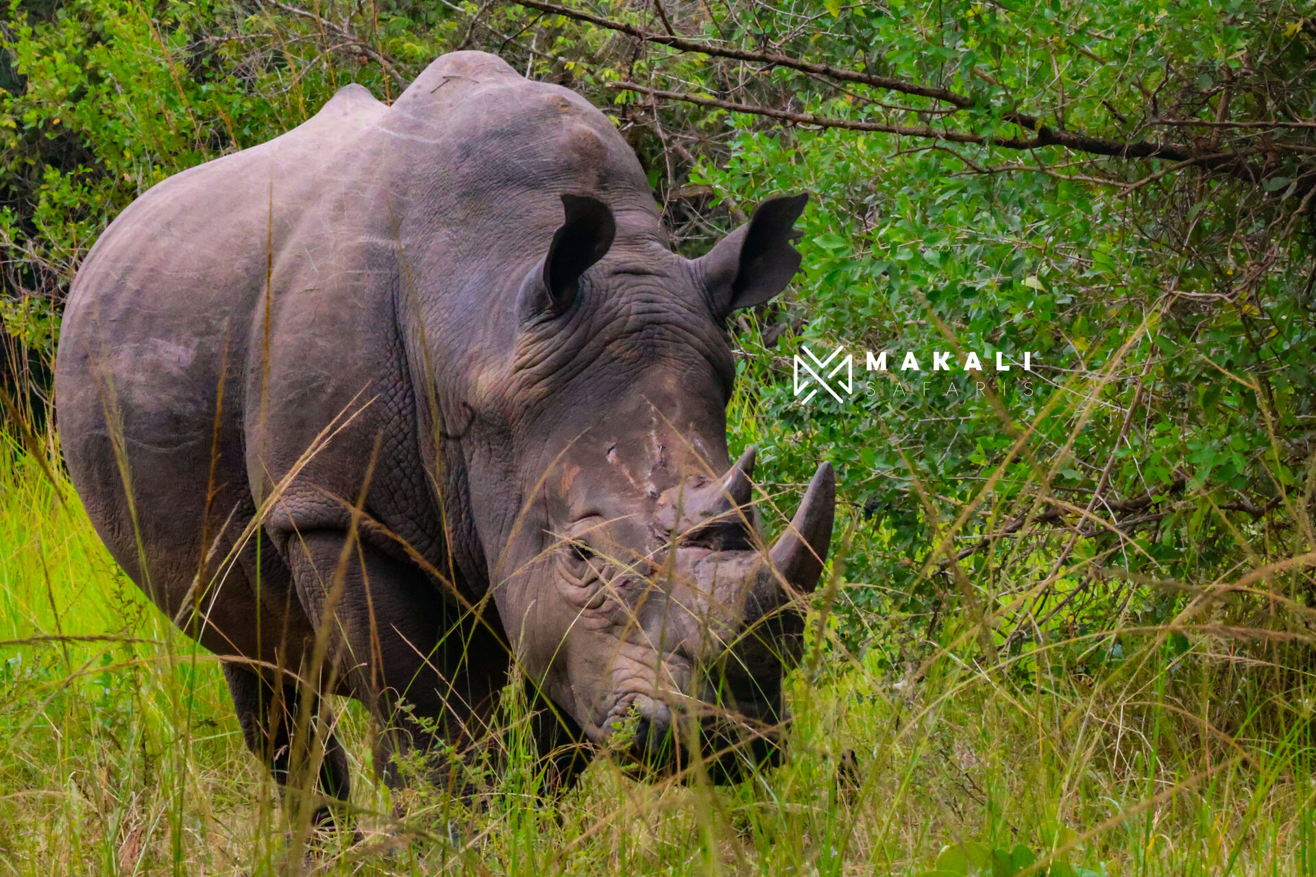 10-Days exploring Uganda: Encounter gorillas, Chimpanzees and Wildlife