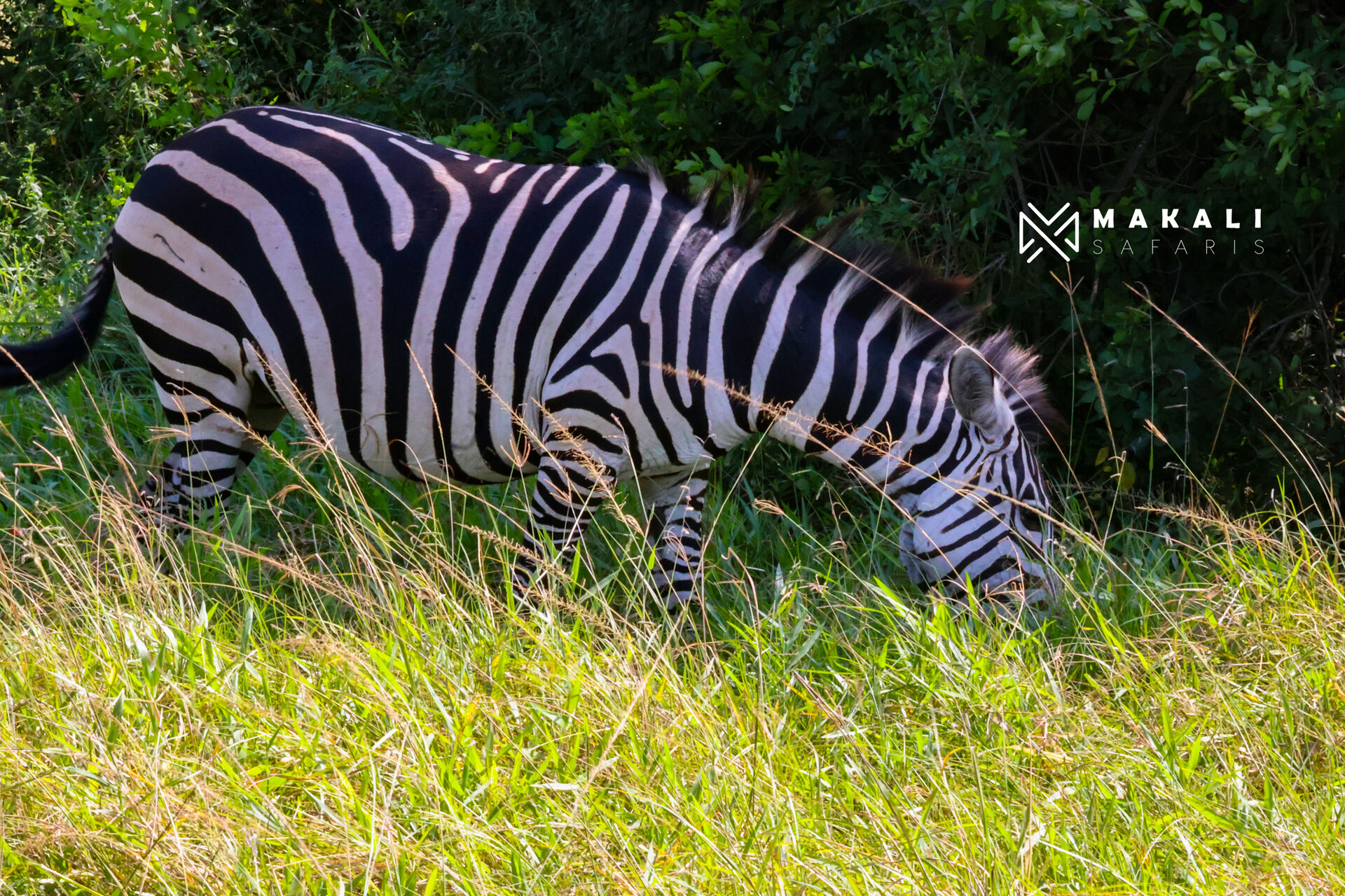 Uganda Safari Tour: Lake Mburo, Queen Elizabeth & Bwindi National Parks