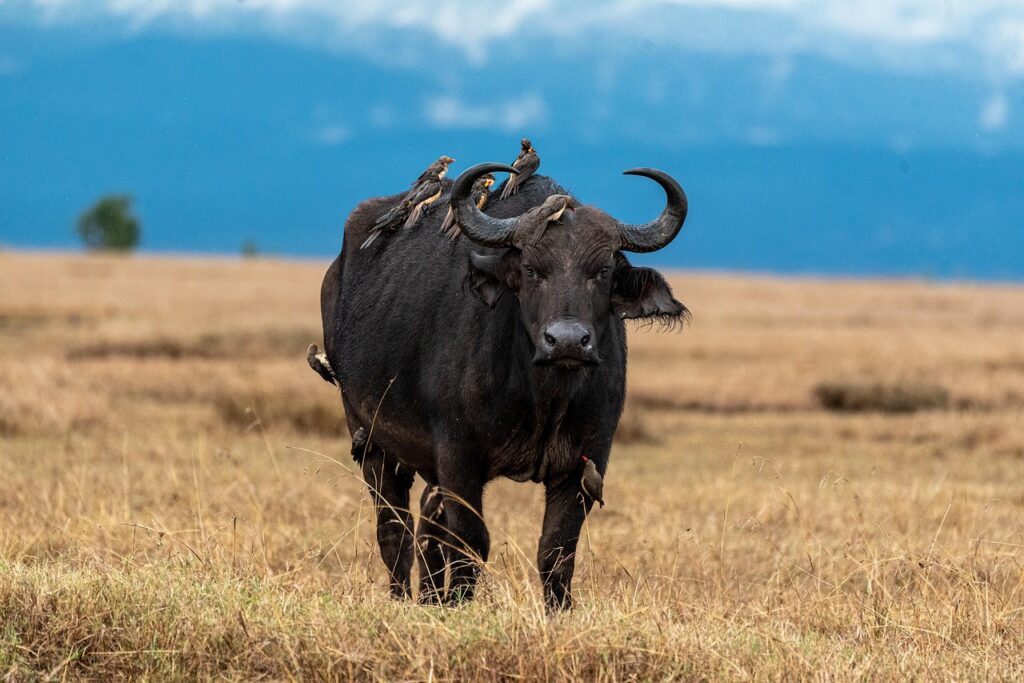 Makali Safari, Buffalo