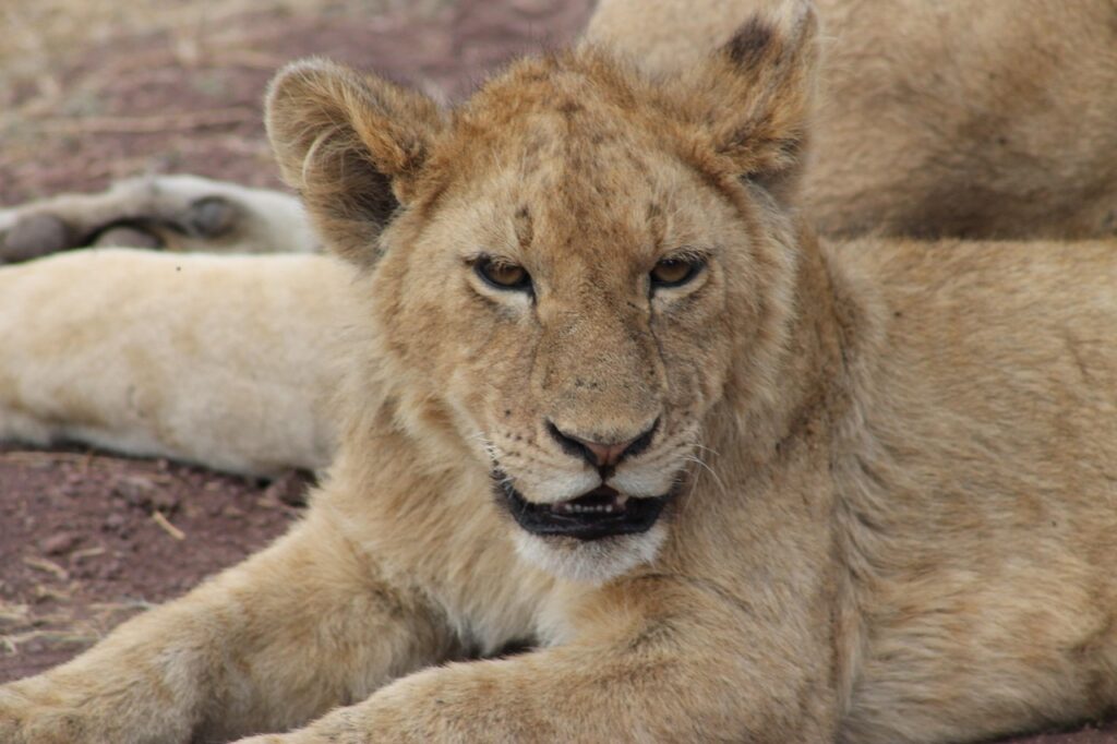 Makali Safaris, cub