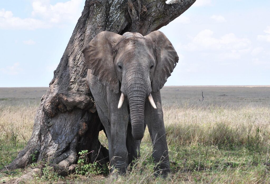Makali Safaris, Elephant