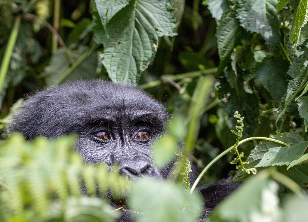 Makali safaris, gorilla.jpg