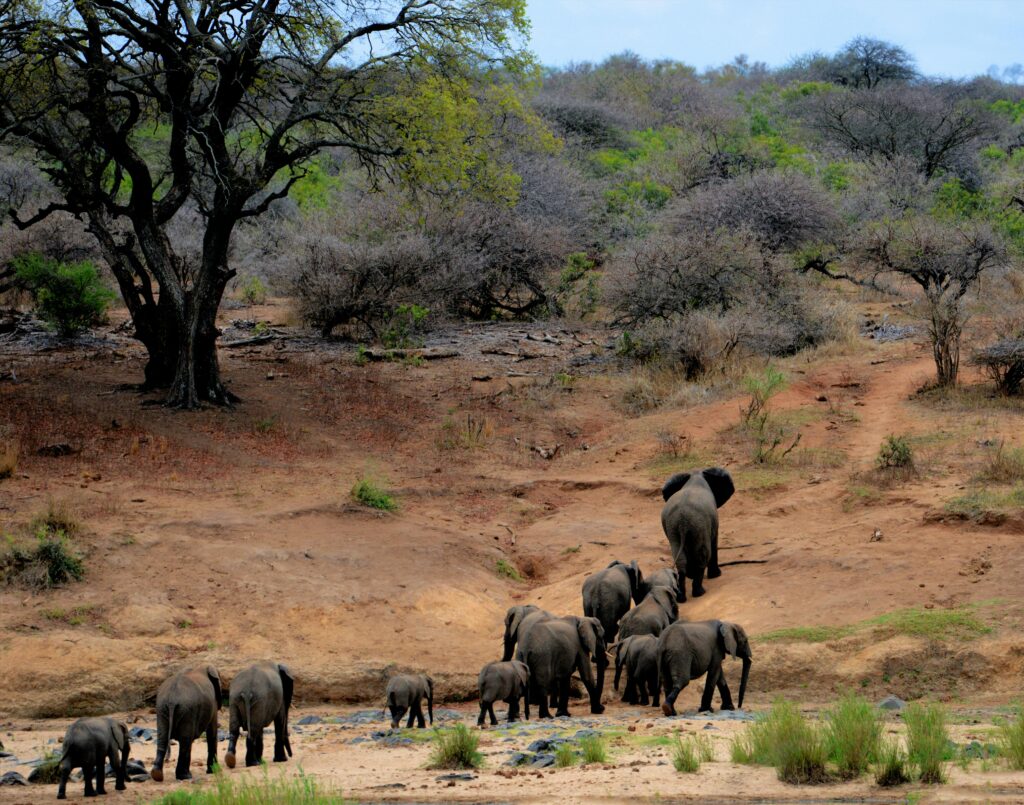Makali Safaris, Elephants