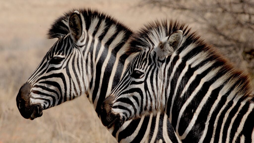 Makali Safaris, Zebras
