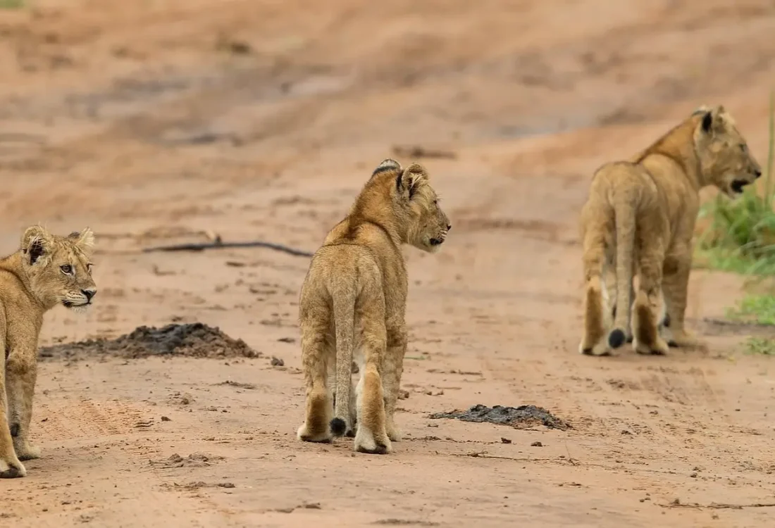 8-Days-Uganda-Safari 8-Days-Uganda-Safari