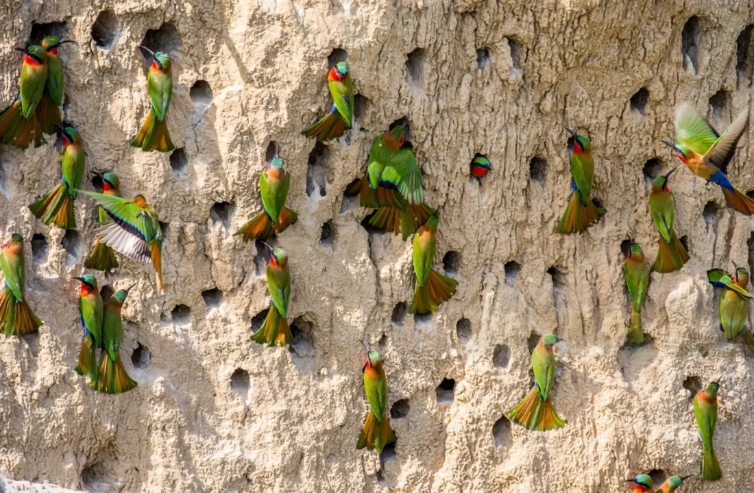 Bee-Eaters-in-Queen-Elizabeth-National-Park Bee-Eaters-in-Queen-Elizabeth-National-Park