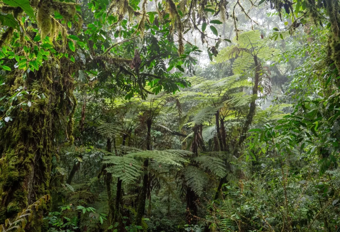 Bwindi-Forest Bwindi-Forest