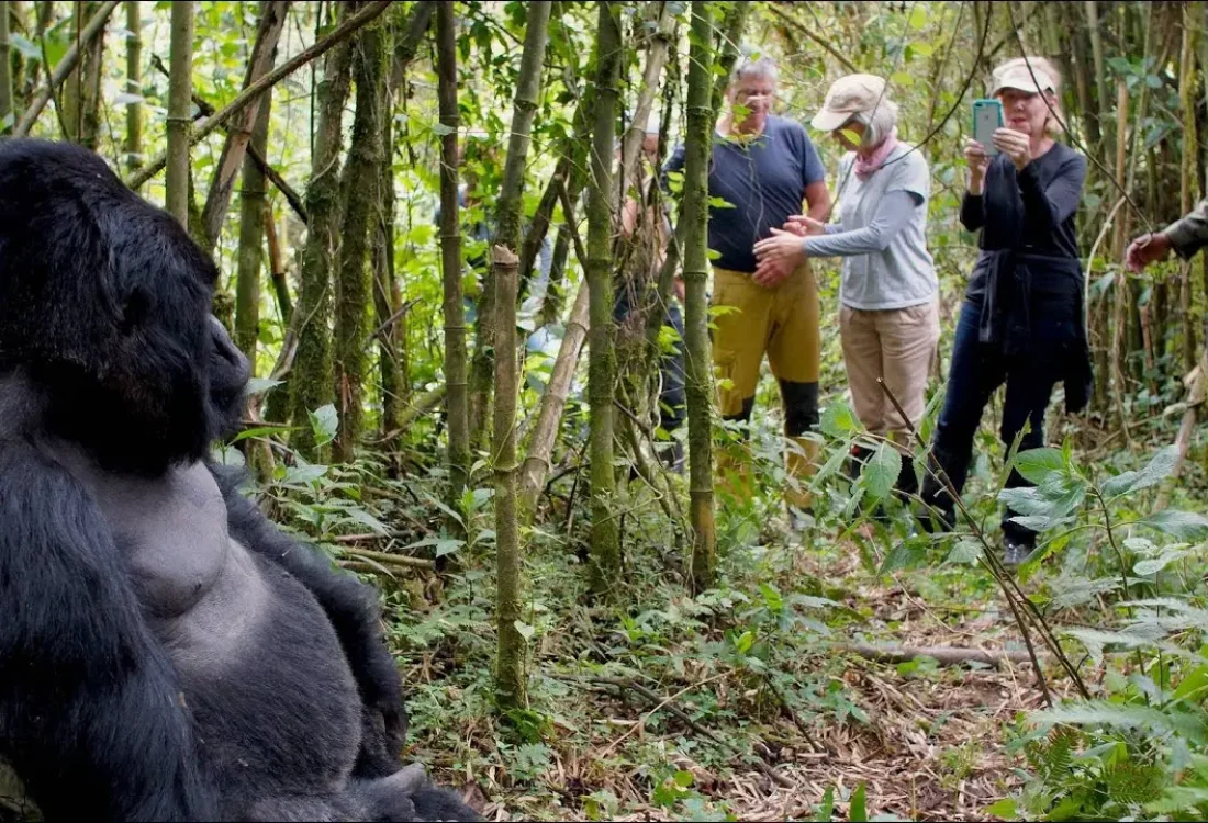 Bwindi-Impenetrable-Forest-by-Makali-Safaris Bwindi-Impenetrable-Forest-by-Makali-Safaris