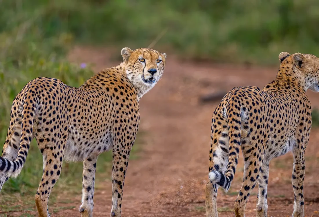 Cheetah-Kidepo-Uganda-Africa Cheetah-Kidepo-Uganda-Africa