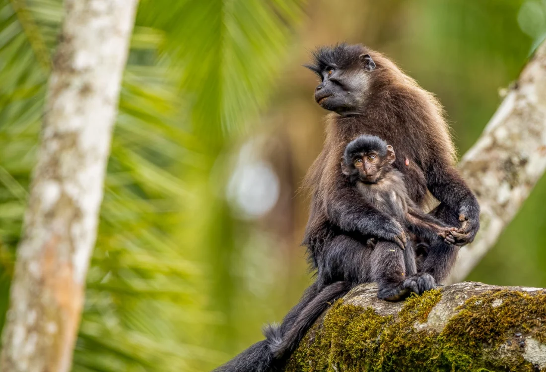 Grey-cheeked-mangabey-Kibale Grey-cheeked-mangabey-Kibale