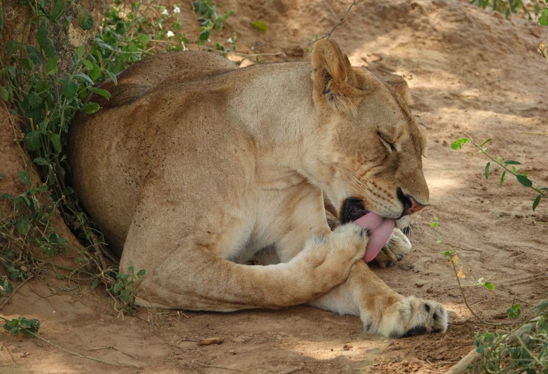 Wildlife-Adventures-in-East-Africa Wildlife-Adventures-in-East-Africa