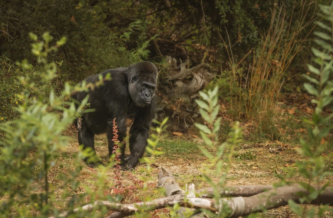 An amazing shot of a giant gorilla hiding in the weeds An amazing shot of a giant gorilla hiding in the weeds