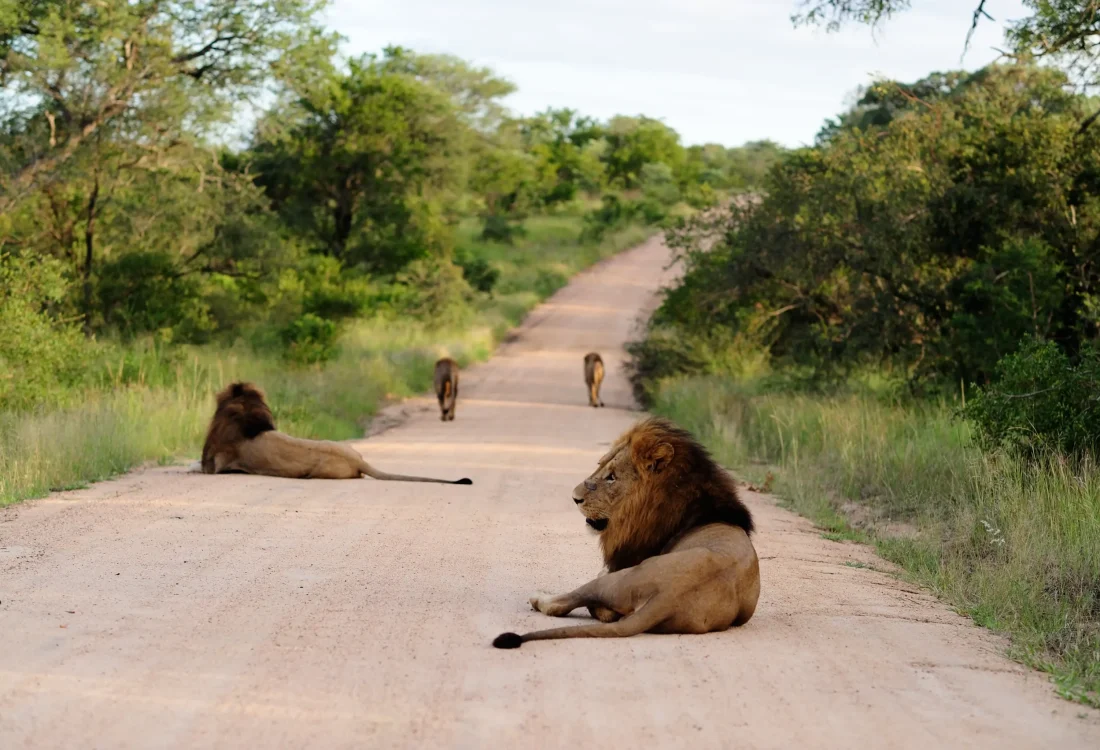 group-magnificent-lions-gravel-road-surrounded-by-grassy-fields-trees group-magnificent-lions-gravel-road-surrounded-by-grassy-fields-trees