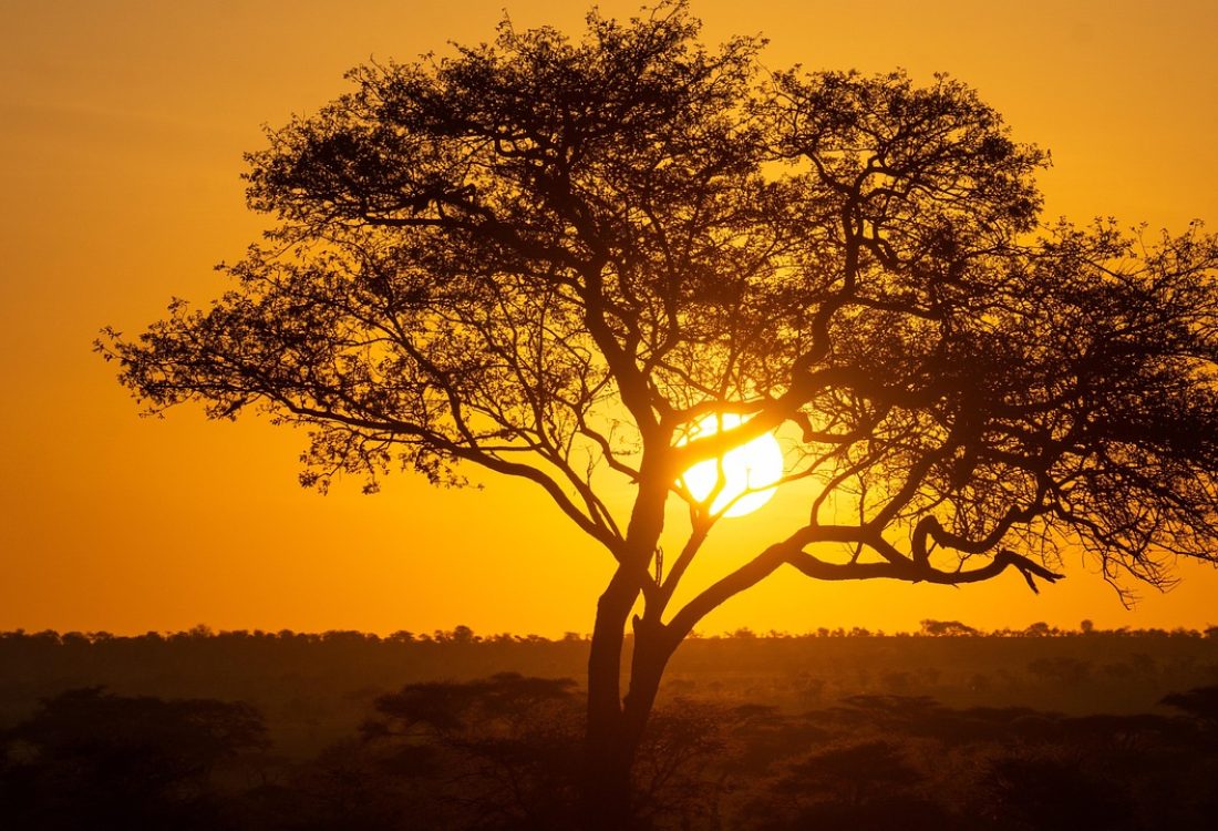 tree-7431830_1280 tree-7431830_1280