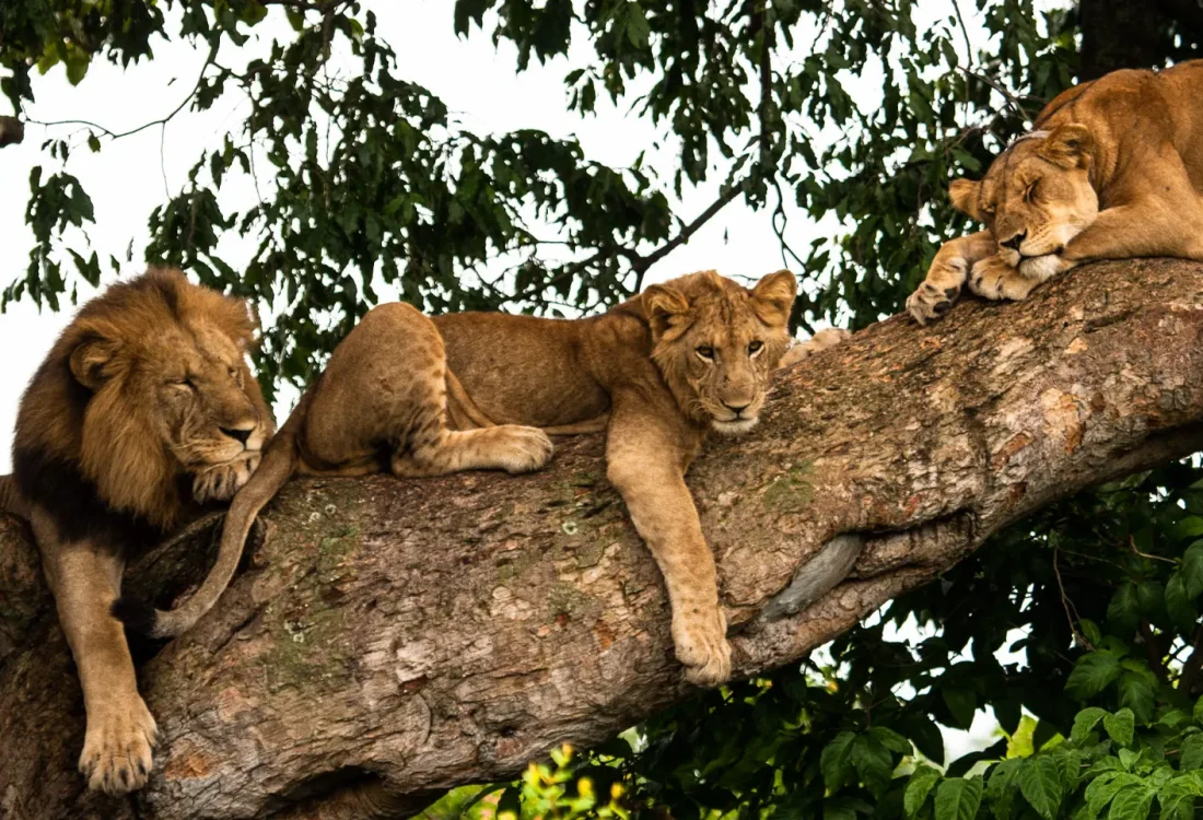 tree-climbing-lions-of-Ishasha tree-climbing-lions-of-Ishasha