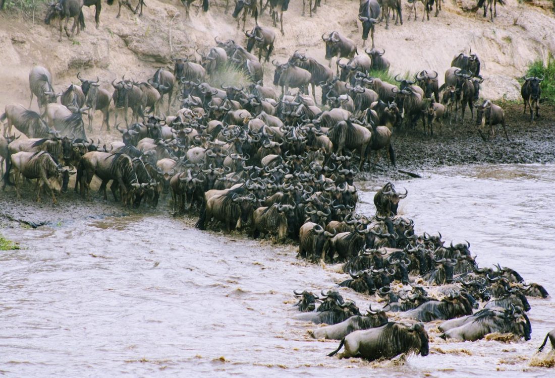 Makali WIlderbeest migration Makali WIlderbeest migration